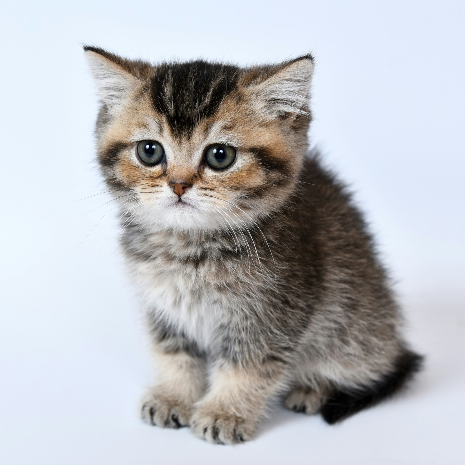 Kitten