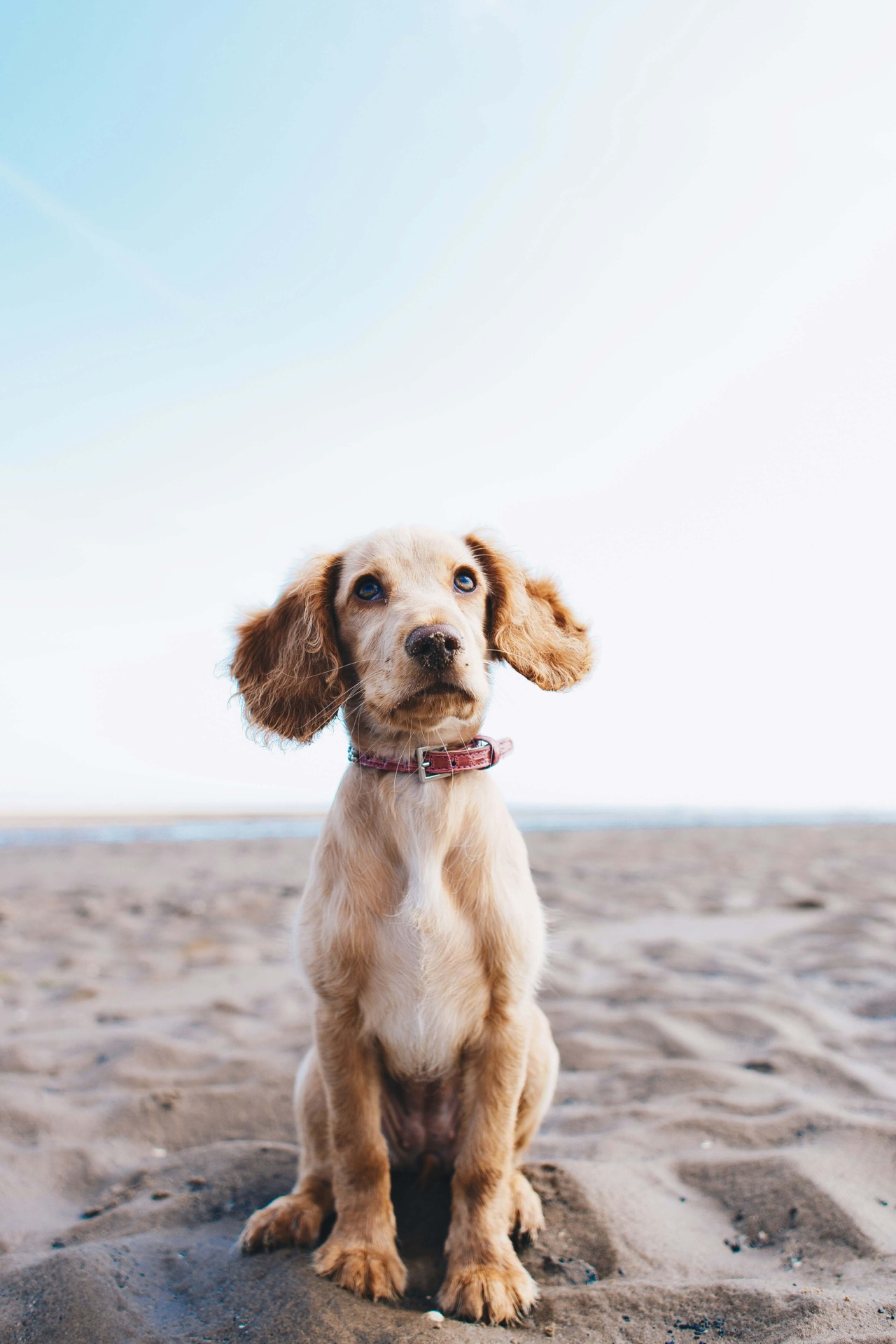 Puppy